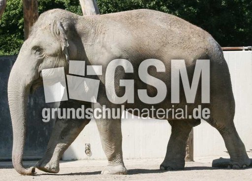 Indischer-Elefant-1.jpg